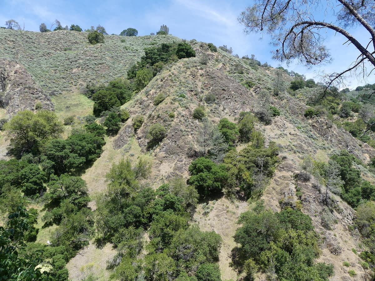 Oak and pine on a hillside at Alum Rock Park