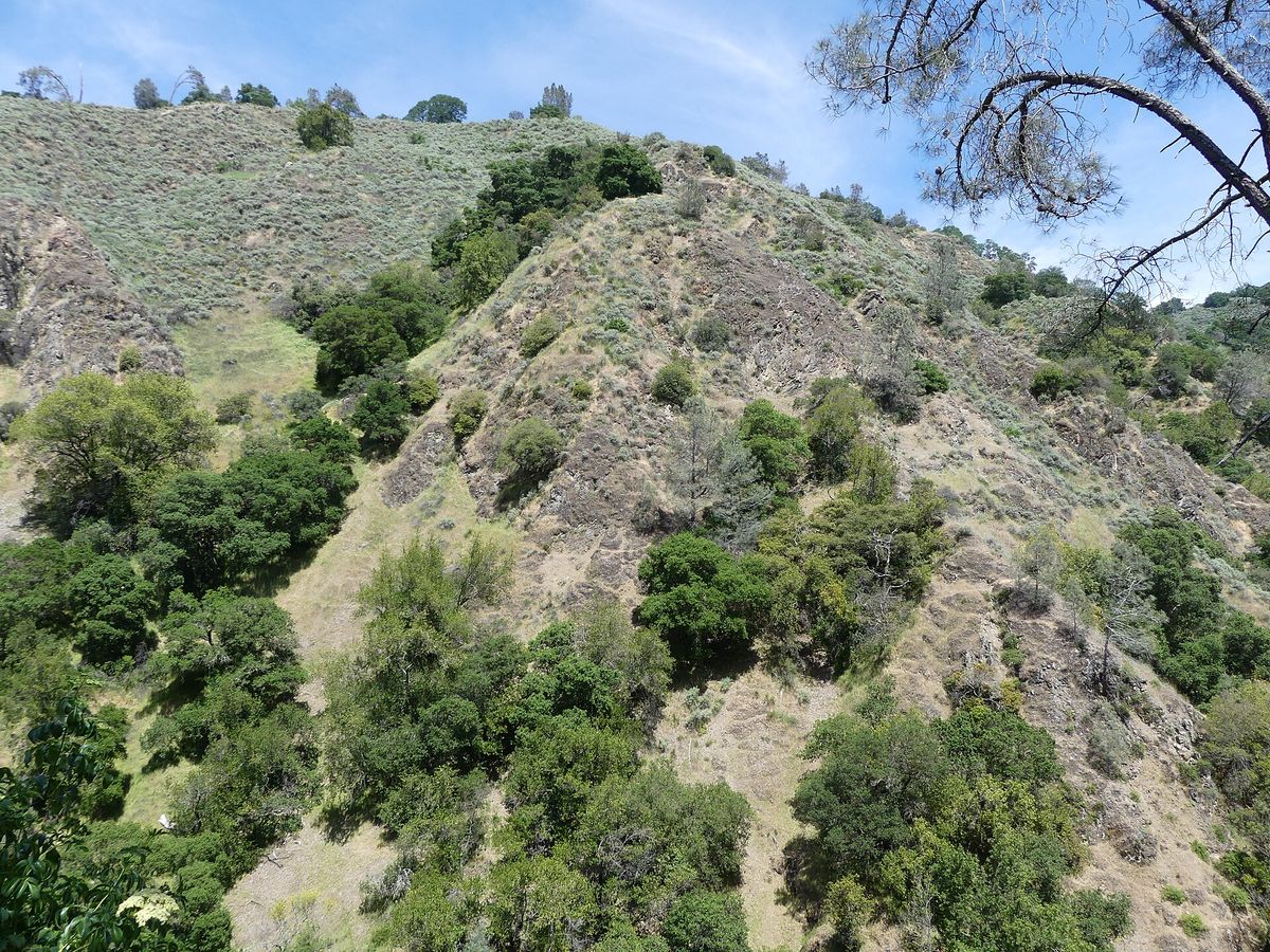 Oak and pine on a hillside at Alum Rock Park