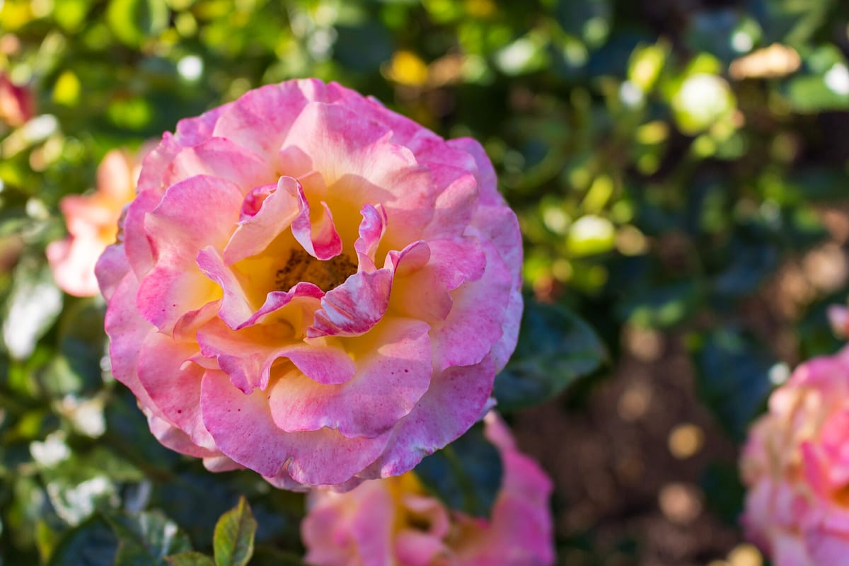 Beds of roses in bloom at the San Jose Municipal Rose Garden