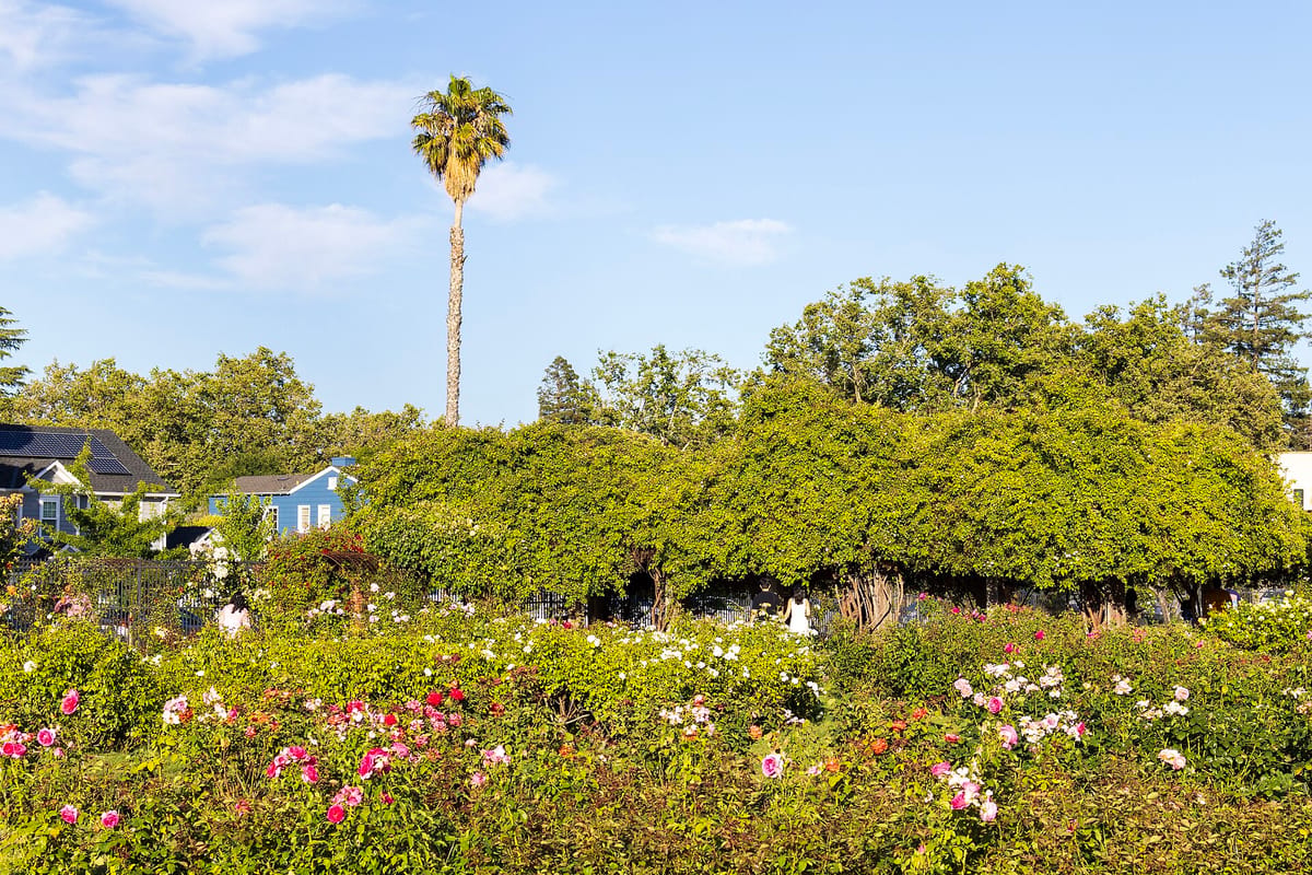 The San Jose Municipal Rose Garden