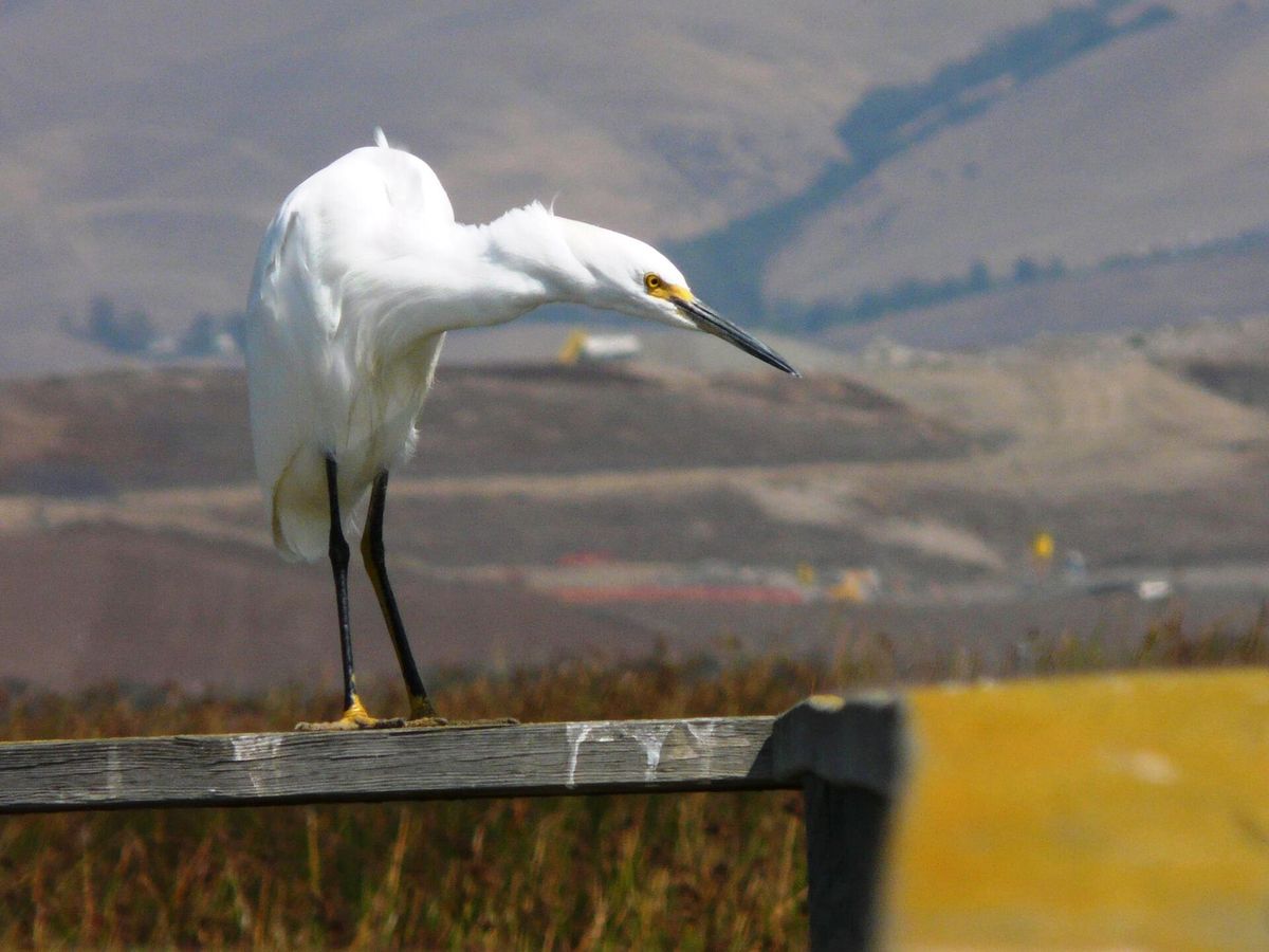 A snowy egret hunting from a fence at the Don Edwards San Francisco Bay National Wildlife Refuge